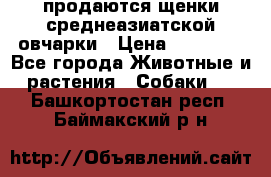 продаются щенки среднеазиатской овчарки › Цена ­ 30 000 - Все города Животные и растения » Собаки   . Башкортостан респ.,Баймакский р-н